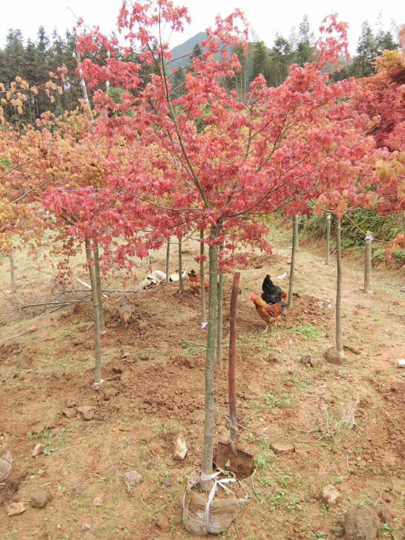 各种品种红枫自家苗低价处理