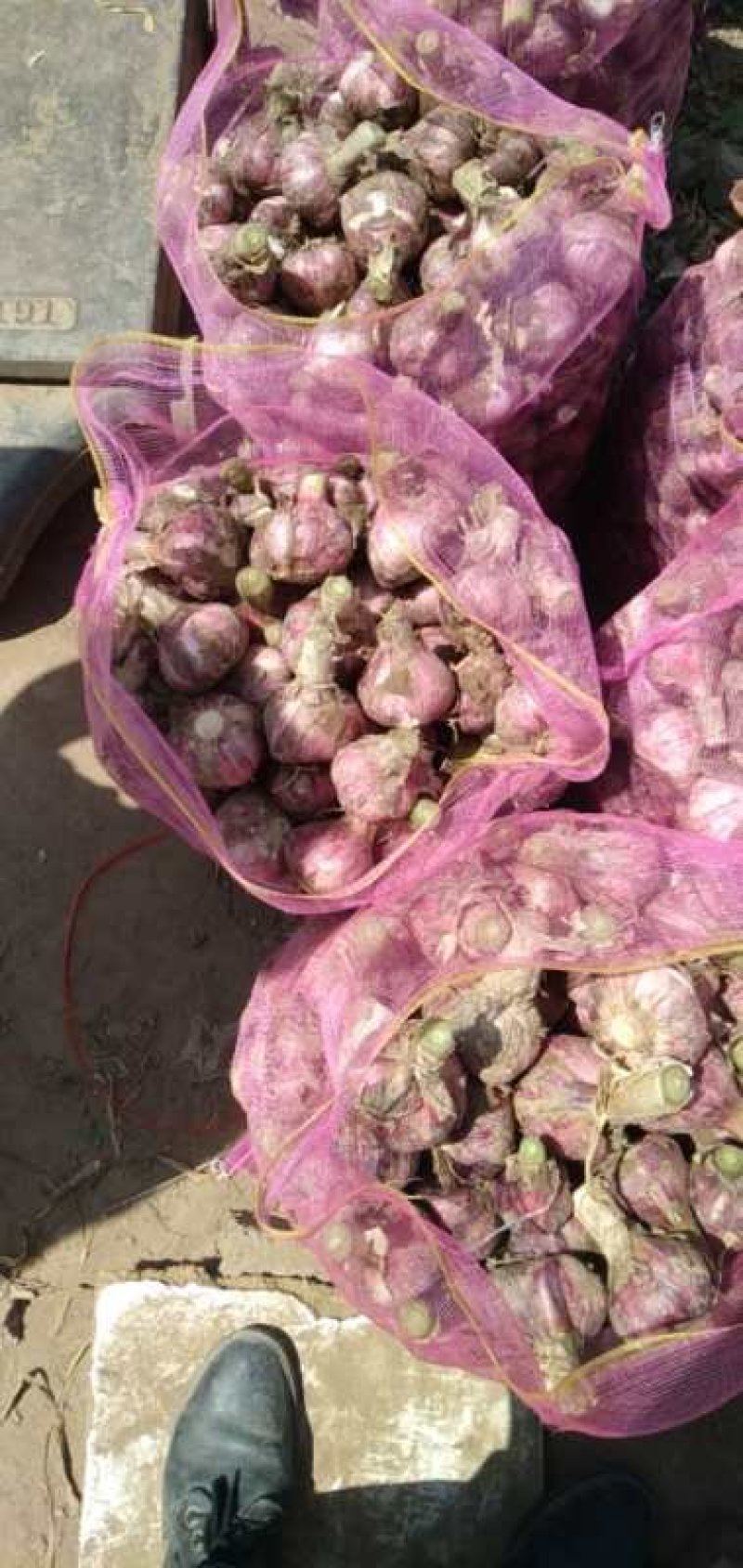 郑州中牟县露天红皮苗蒜50公分以上大量上市中