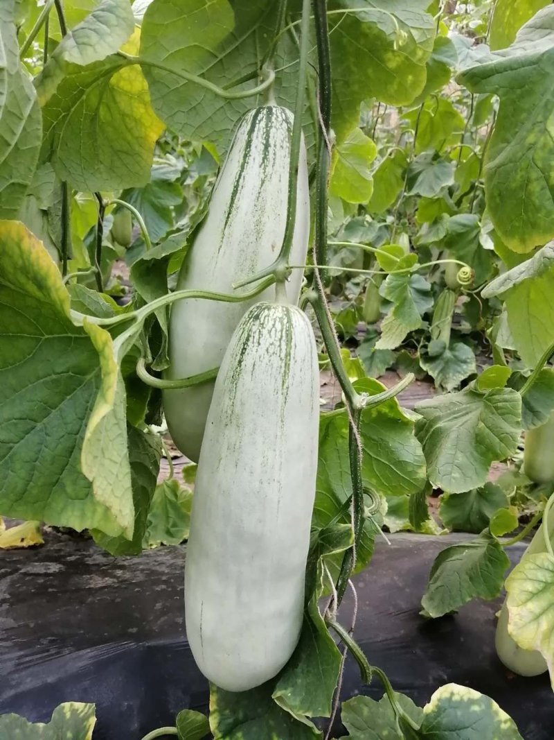 山东莘县博洋61甜瓜蜜瓜