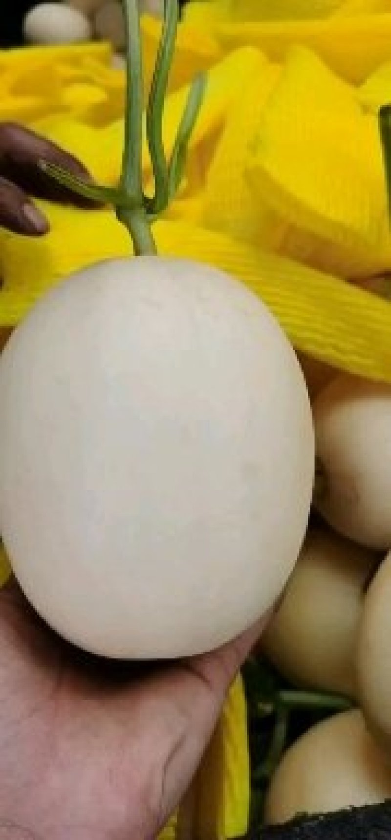 供应莘县红肉脆梨洋香瓜