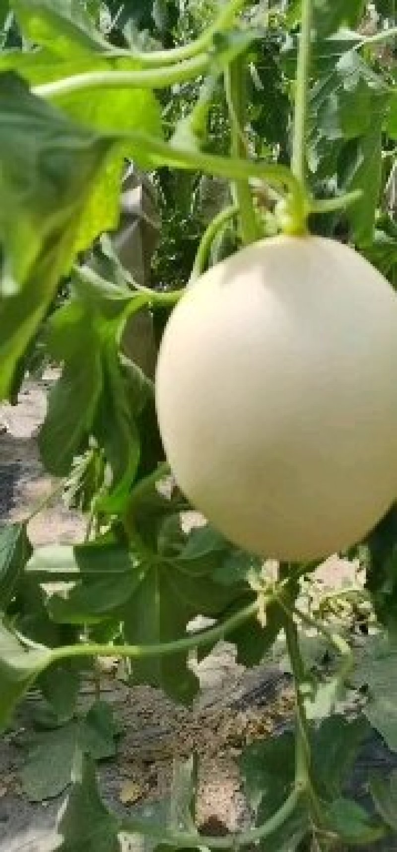 供应莘县红肉脆梨洋香瓜