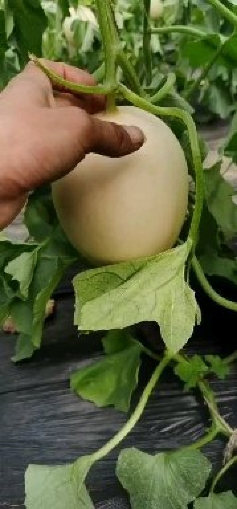 供应莘县红肉脆梨洋香瓜