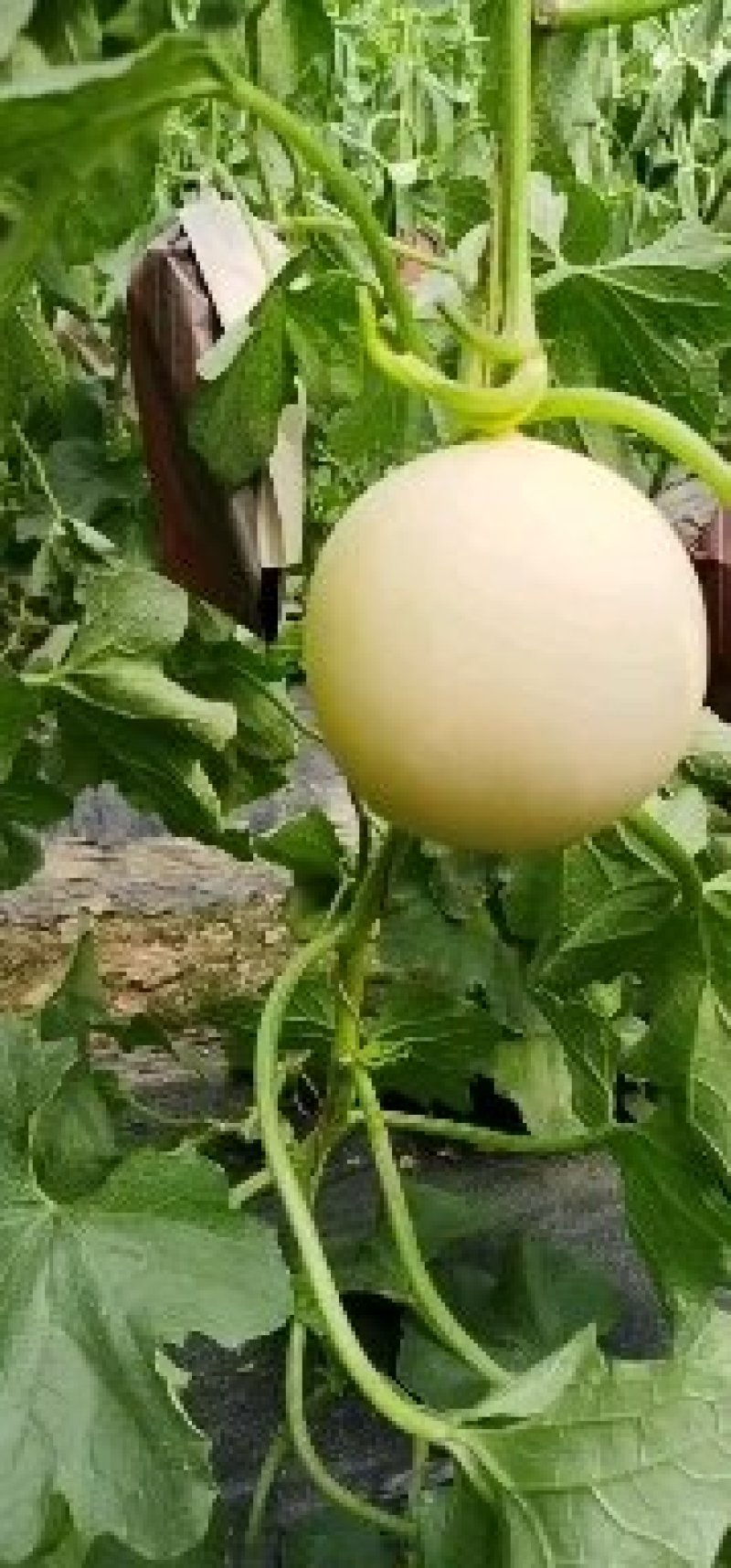 供应莘县红肉脆梨洋香瓜