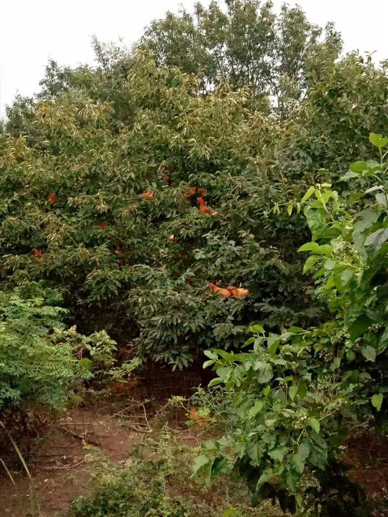 鸡