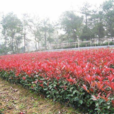 红叶石楠球树苗庭院园林景观苗篱笆苗火焰红色块苗绿化工程苗