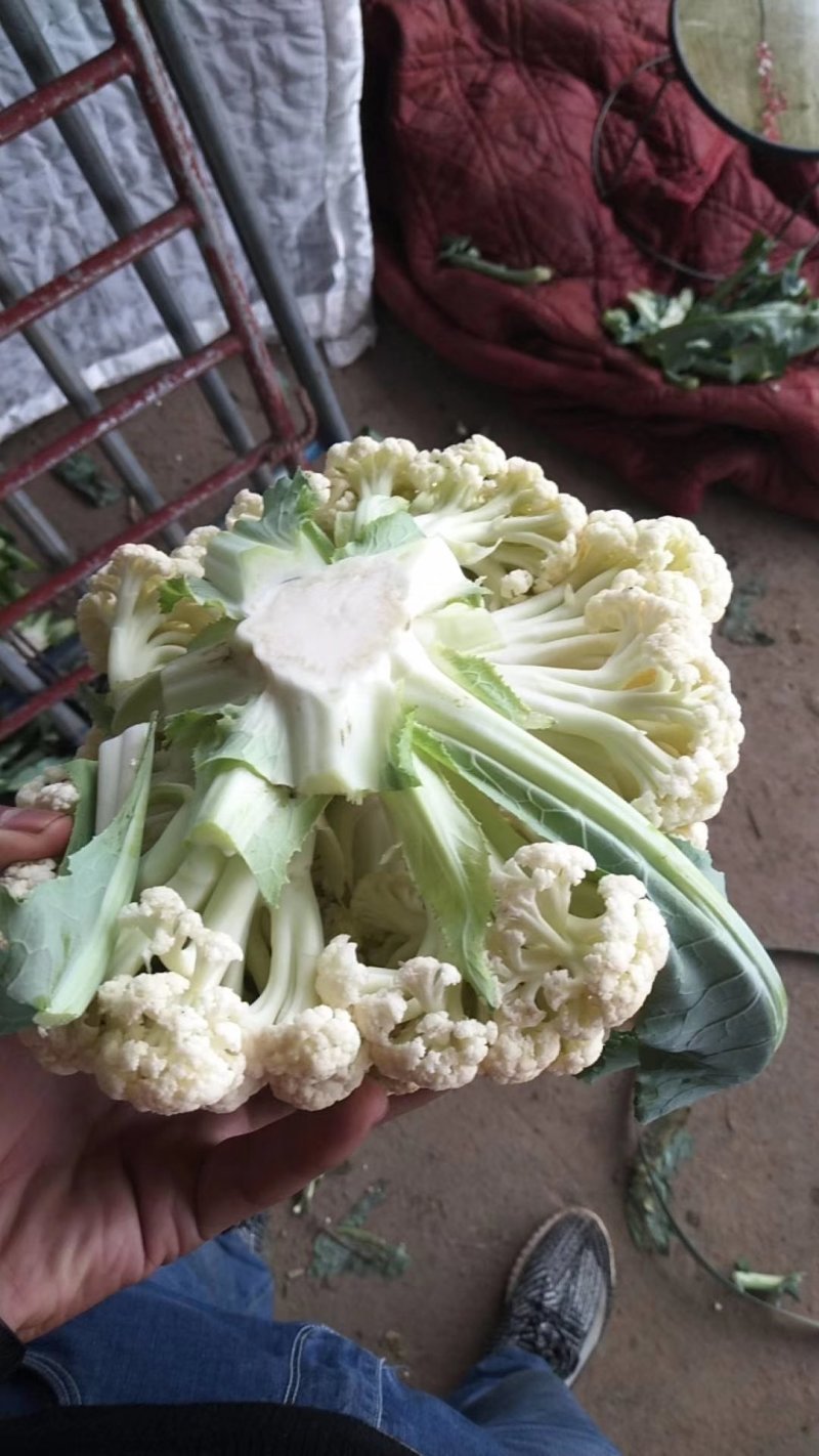 松花菜（有机散花菜）河北省邯郸市曲周产地，量大质优