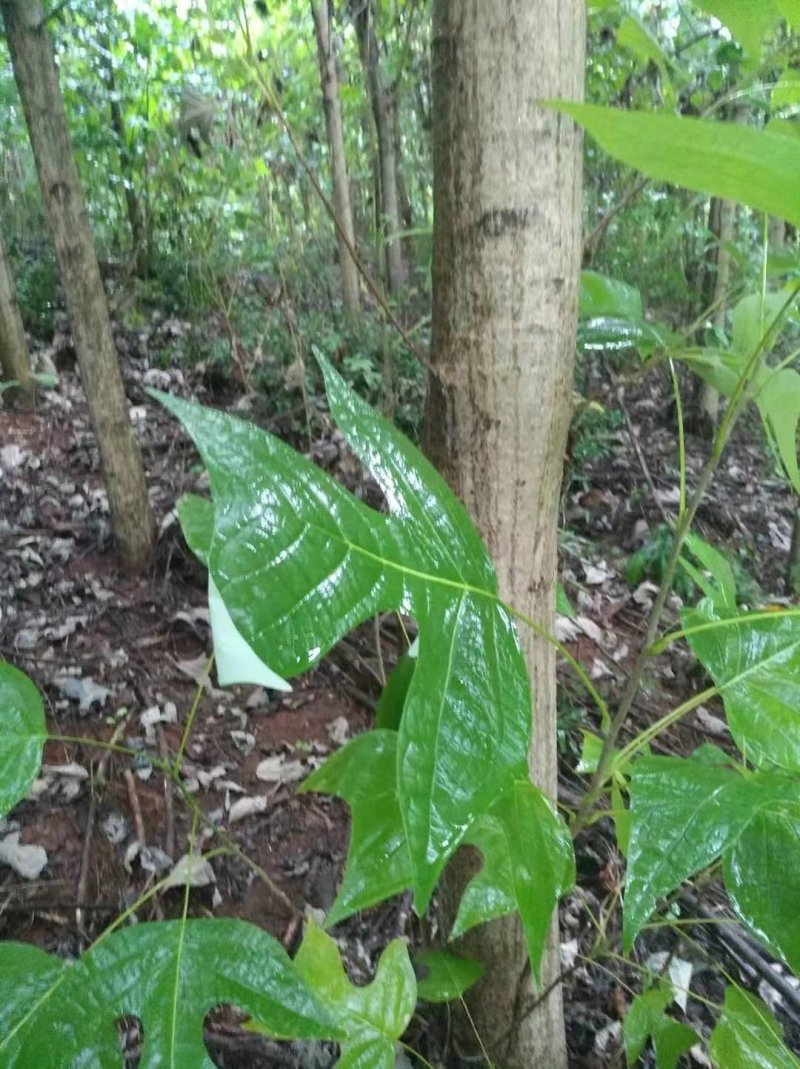 自销马褂木树10一20公分的各种规格基地供应
