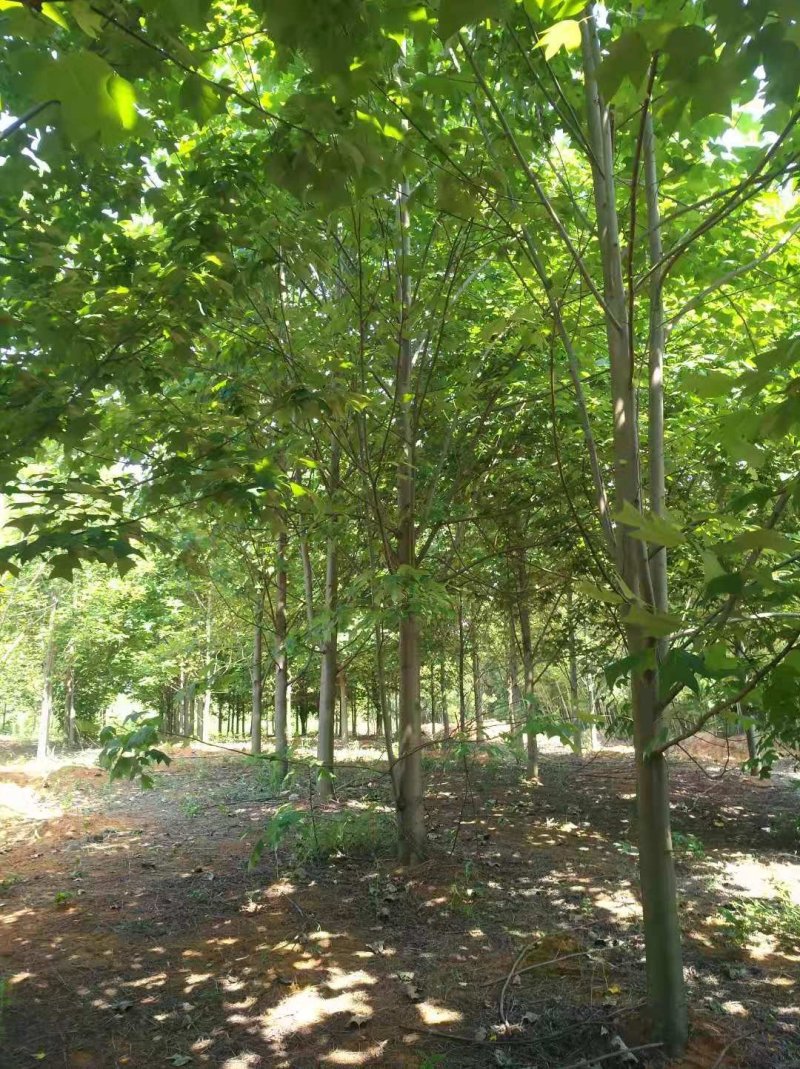 自销马褂木树10一20公分的各种规格基地供应
