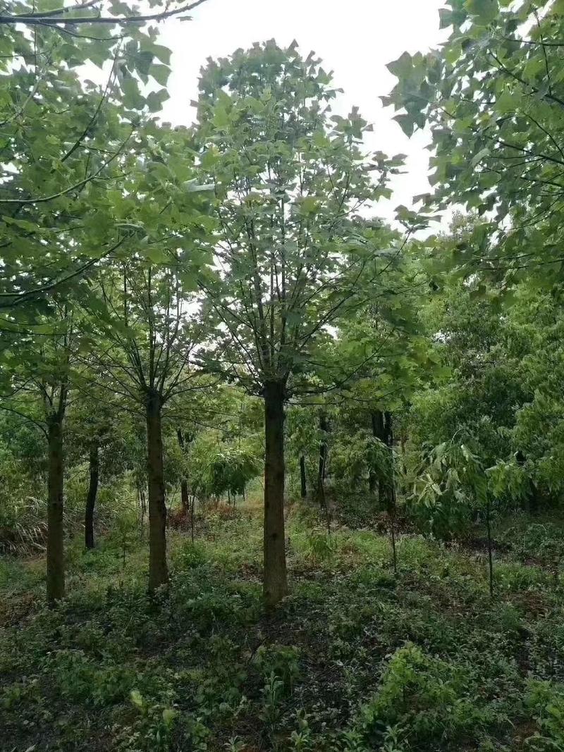 自销马褂木树10一20公分的各种规格基地供应