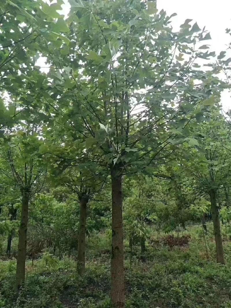 自销马褂木树10一20公分的各种规格基地供应
