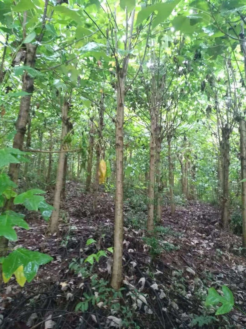 自销马褂木树10一20公分的各种规格基地供应