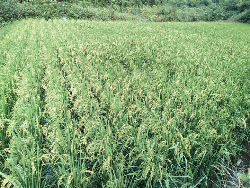 农家富硒大米