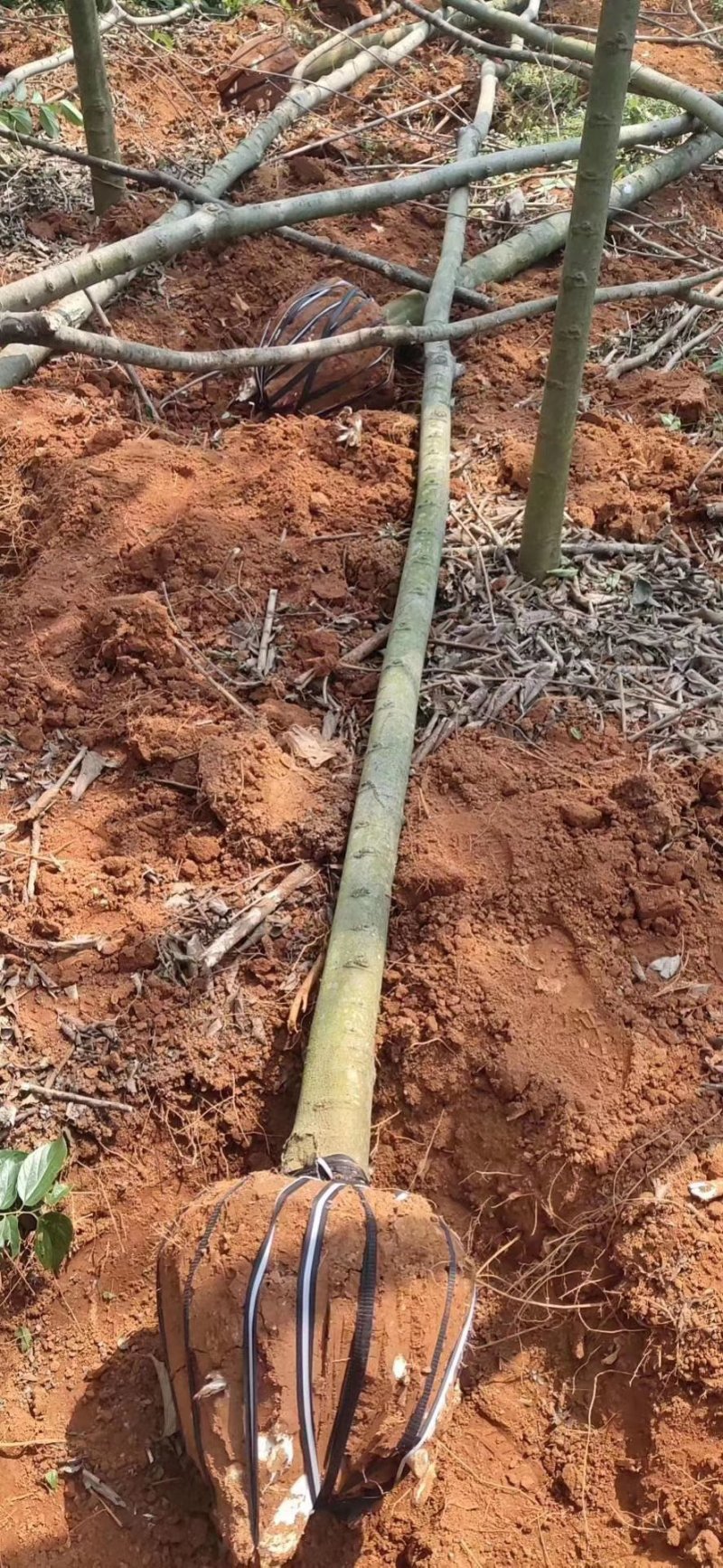 朴树苗基地直销价供应