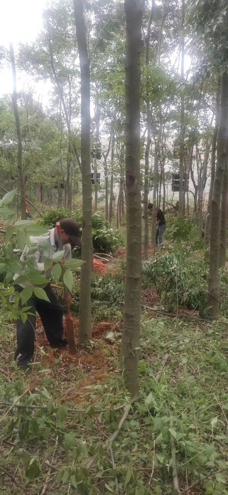 朴树苗基地直销价供应