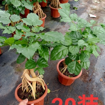 提根绿宝