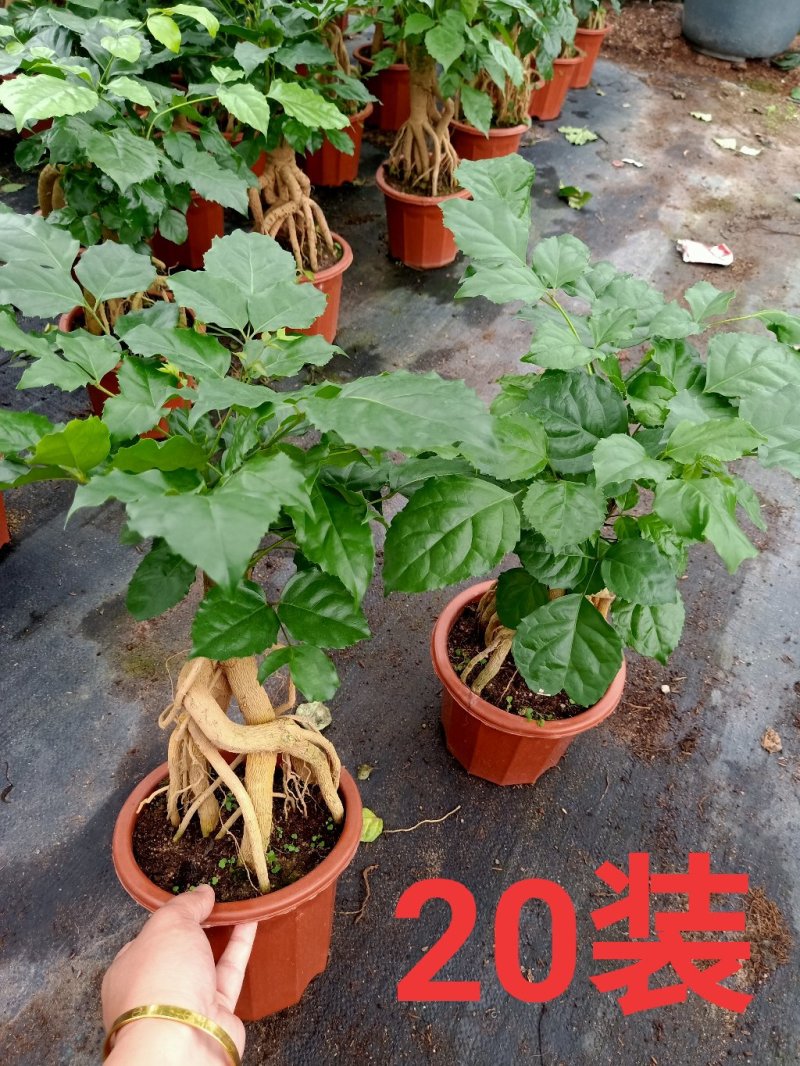 提根绿宝