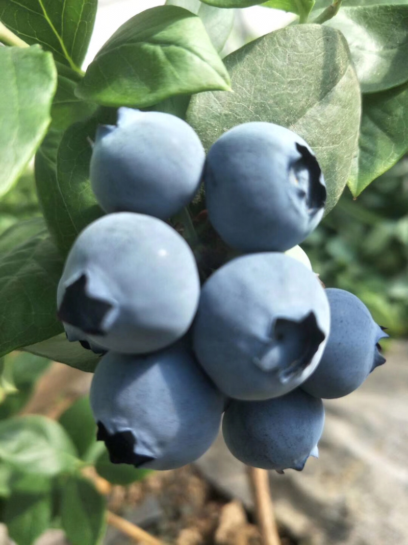 本是蓝莓种植户诚招批发商