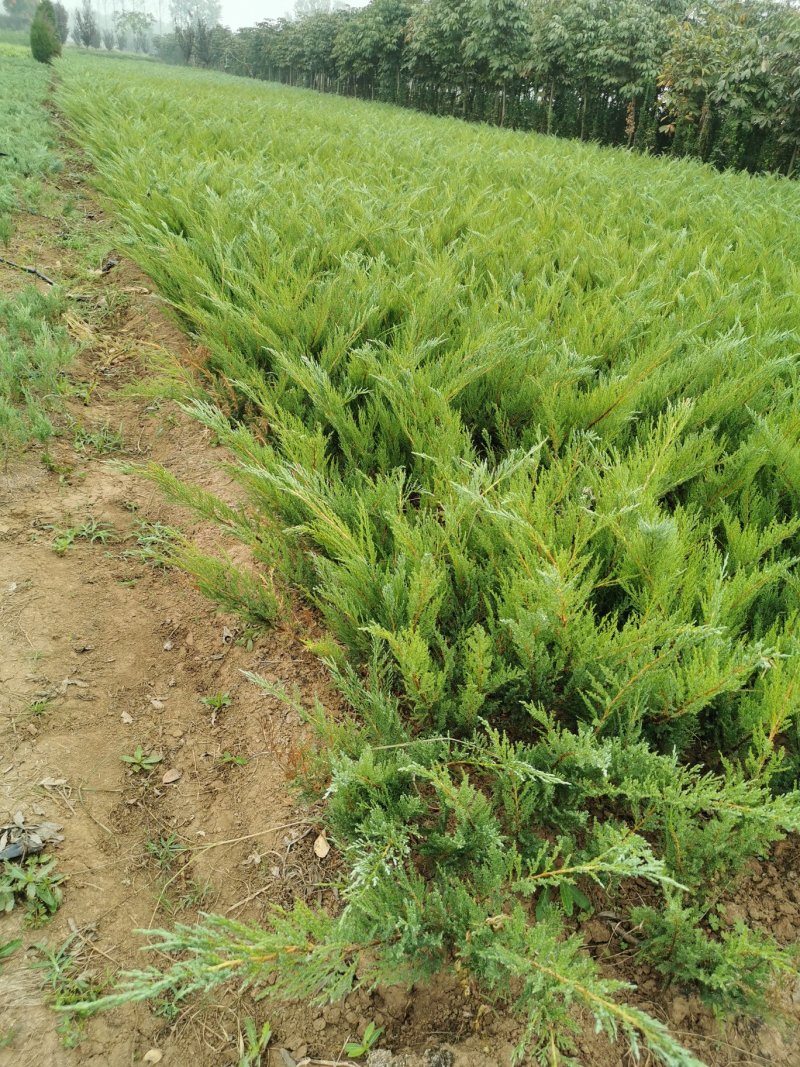 【牛商推荐】爬地柏铺地柏小苗.沙地柏小苗好成活可视频看货