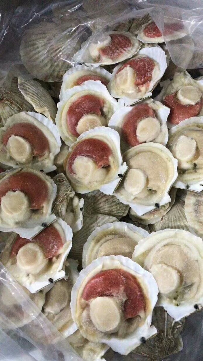 扇贝