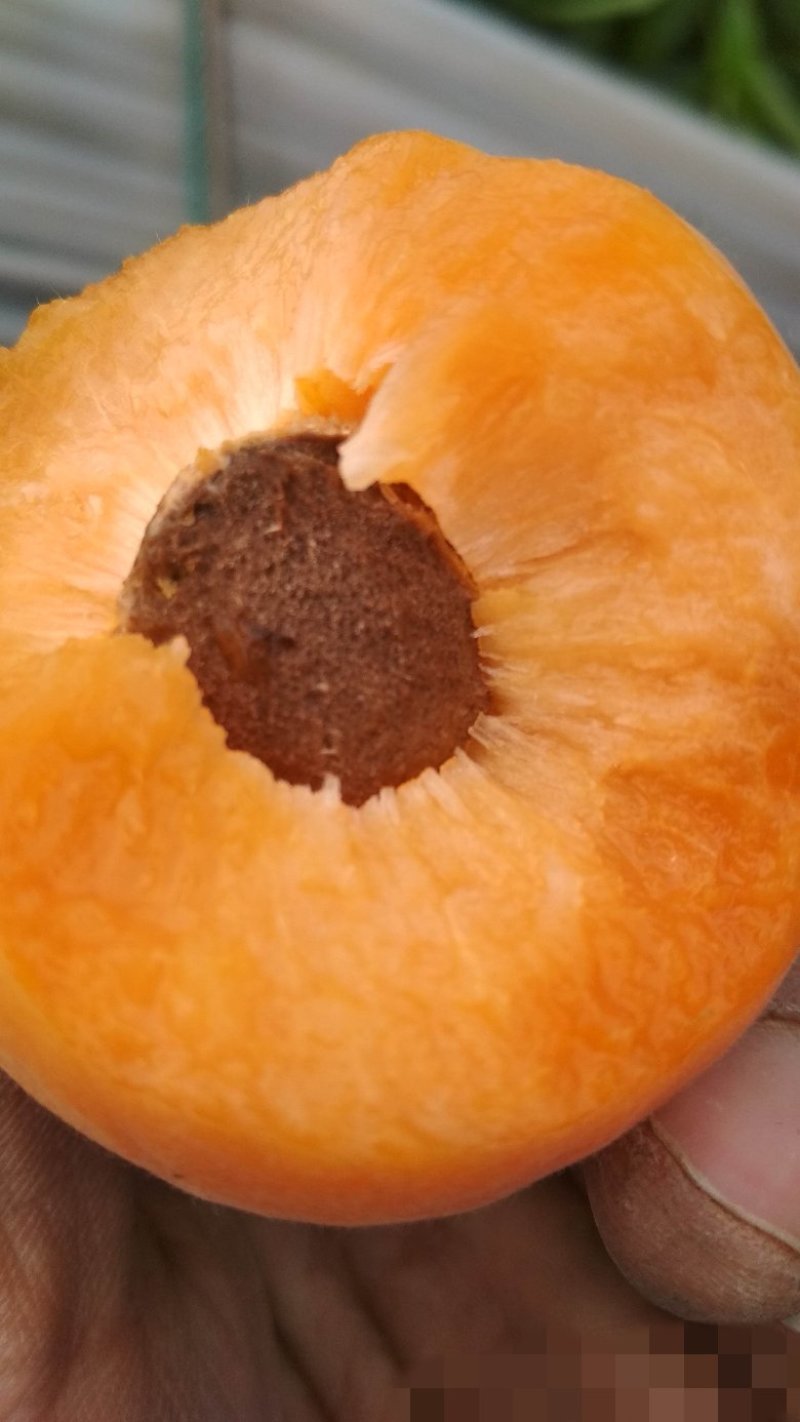 金太阳杏