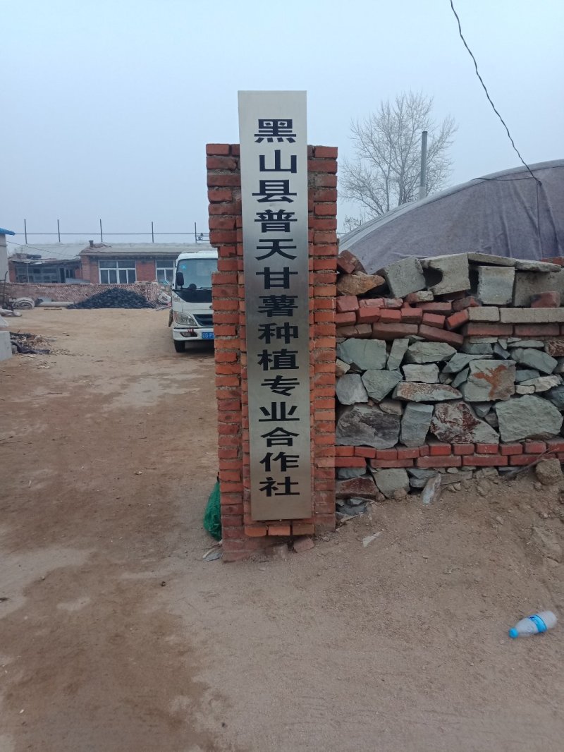 红薯苗辽宁西瓜红红薯苗现挖地瓜苗品质保证基地批发