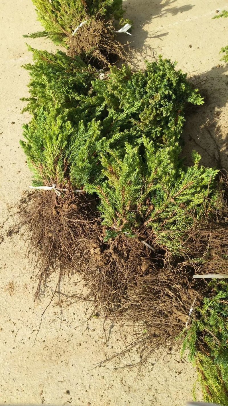 【牛商推荐】爬地柏铺地柏小苗.沙地柏小苗好成活可视频看货