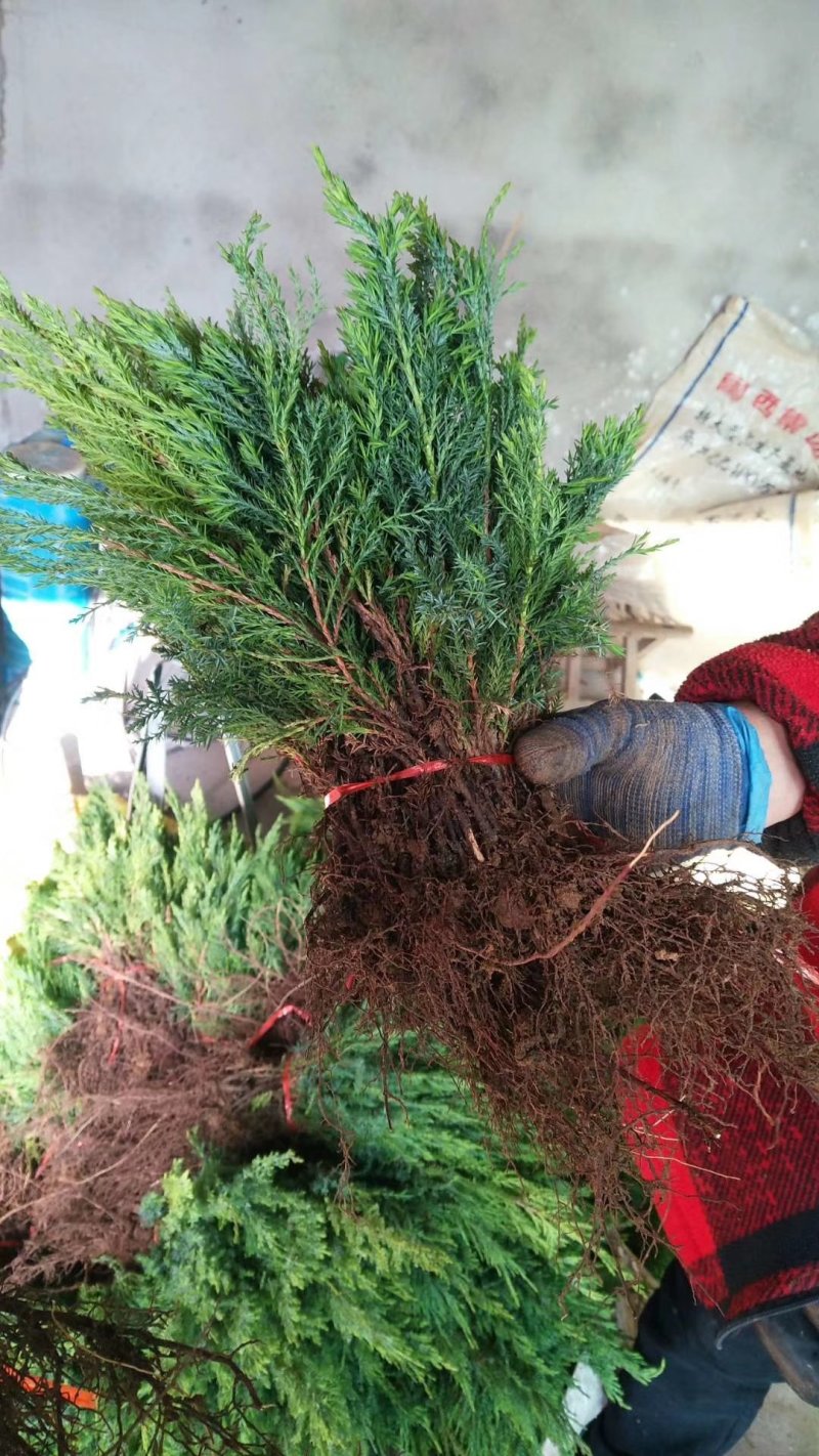 【牛商推荐】爬地柏铺地柏小苗.沙地柏小苗好成活可视频看货