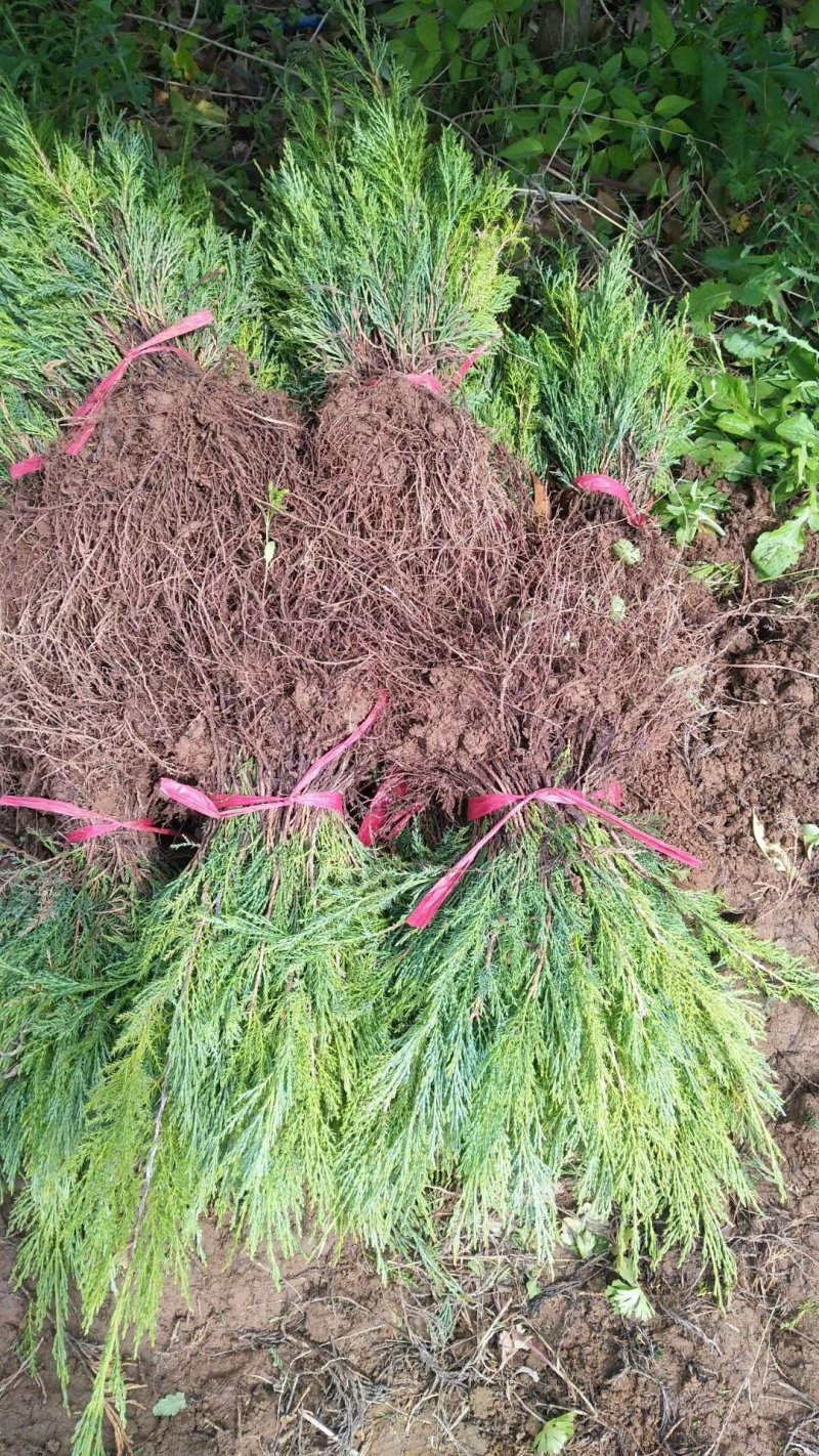 【牛商推荐】爬地柏铺地柏小苗.沙地柏小苗好成活可视频看货