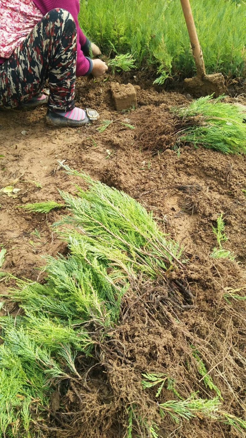 【牛商推荐】爬地柏铺地柏小苗.沙地柏小苗好成活可视频看货