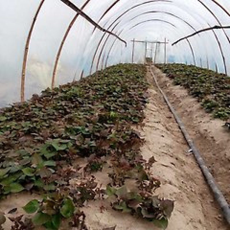 红薯苗辽宁西瓜红红薯苗现挖地瓜苗品质保证基地批发