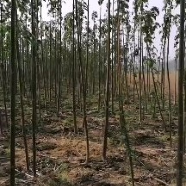 优质杂交泡泡桐