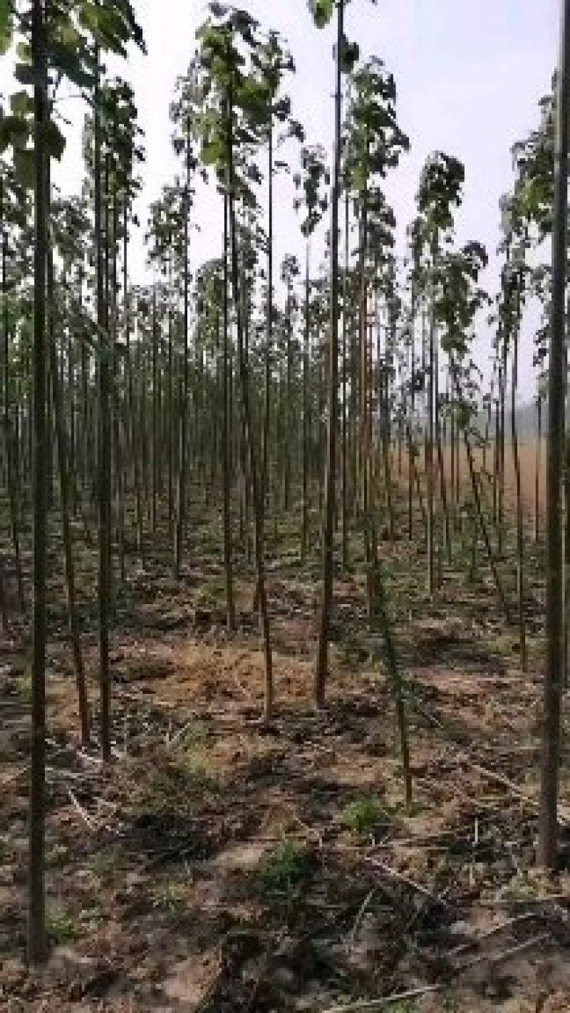 优质杂交泡泡桐