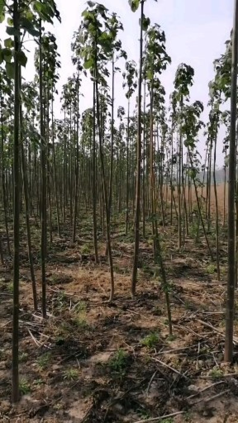 优质杂交泡泡桐