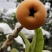 四川大五星枇杷超甜大果5斤现货秒发淘宝微信一件代发