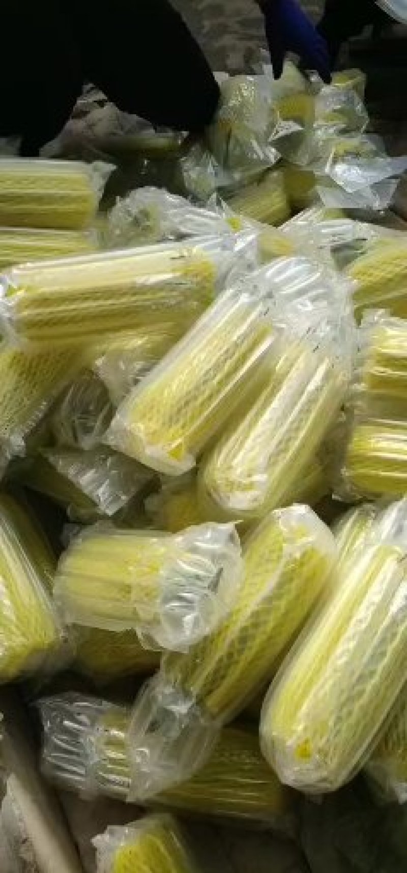 山东省聊城市莘县博洋蜜瓜系列61甜瓜