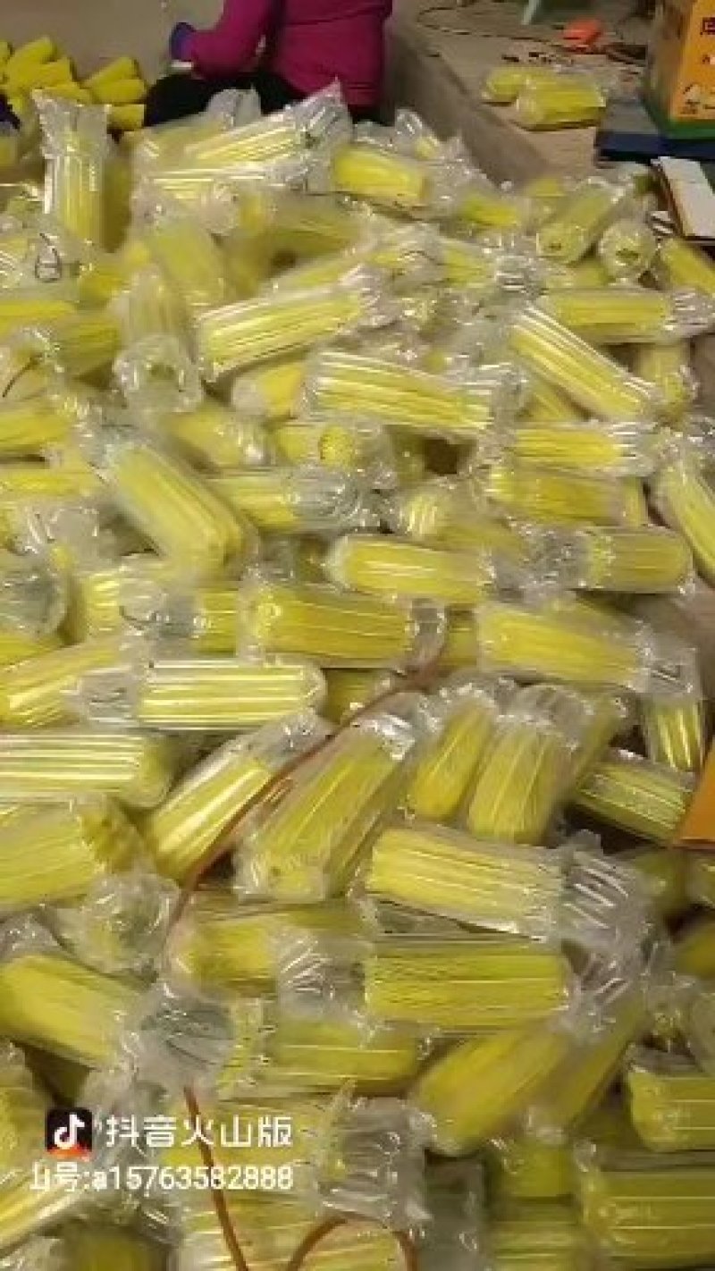 山东省聊城市莘县博洋蜜瓜系列61甜瓜
