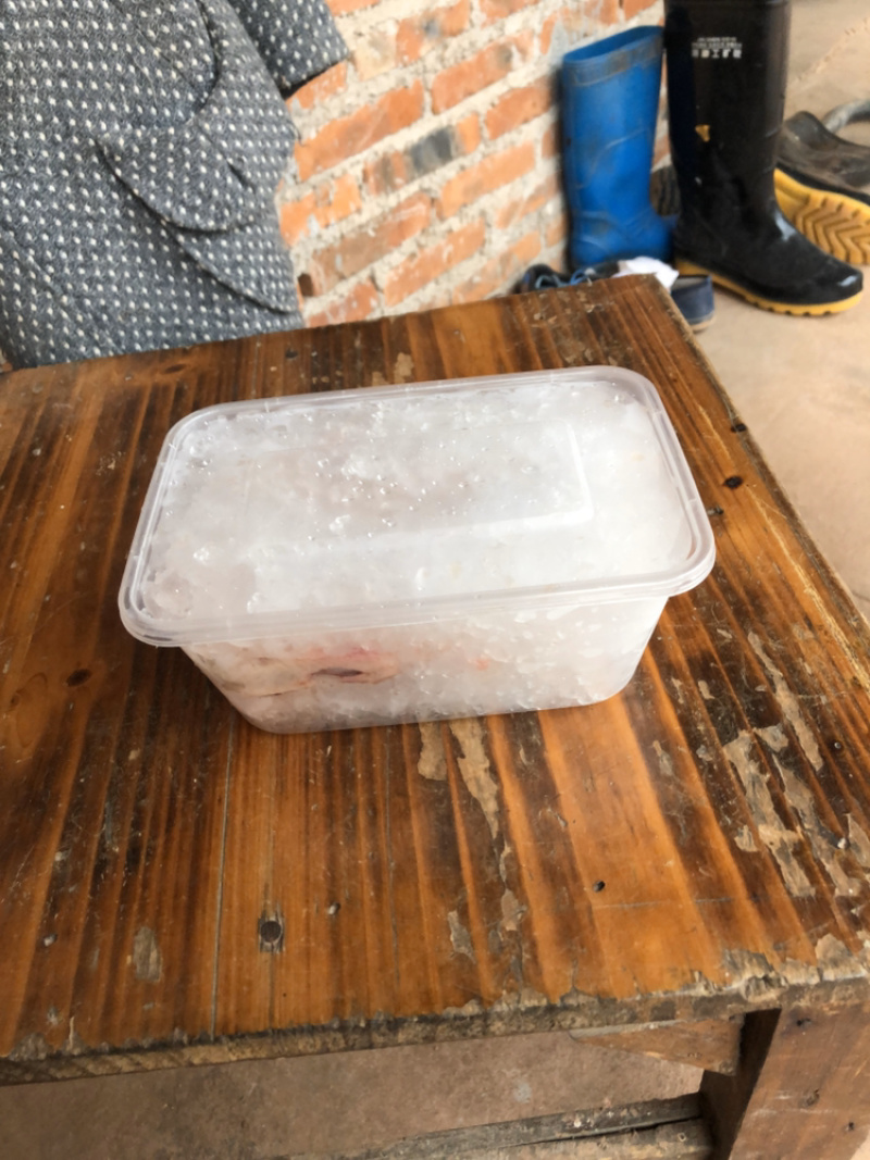 【咨询有惊喜】现杀乳鸽，一键代发，价格实惠