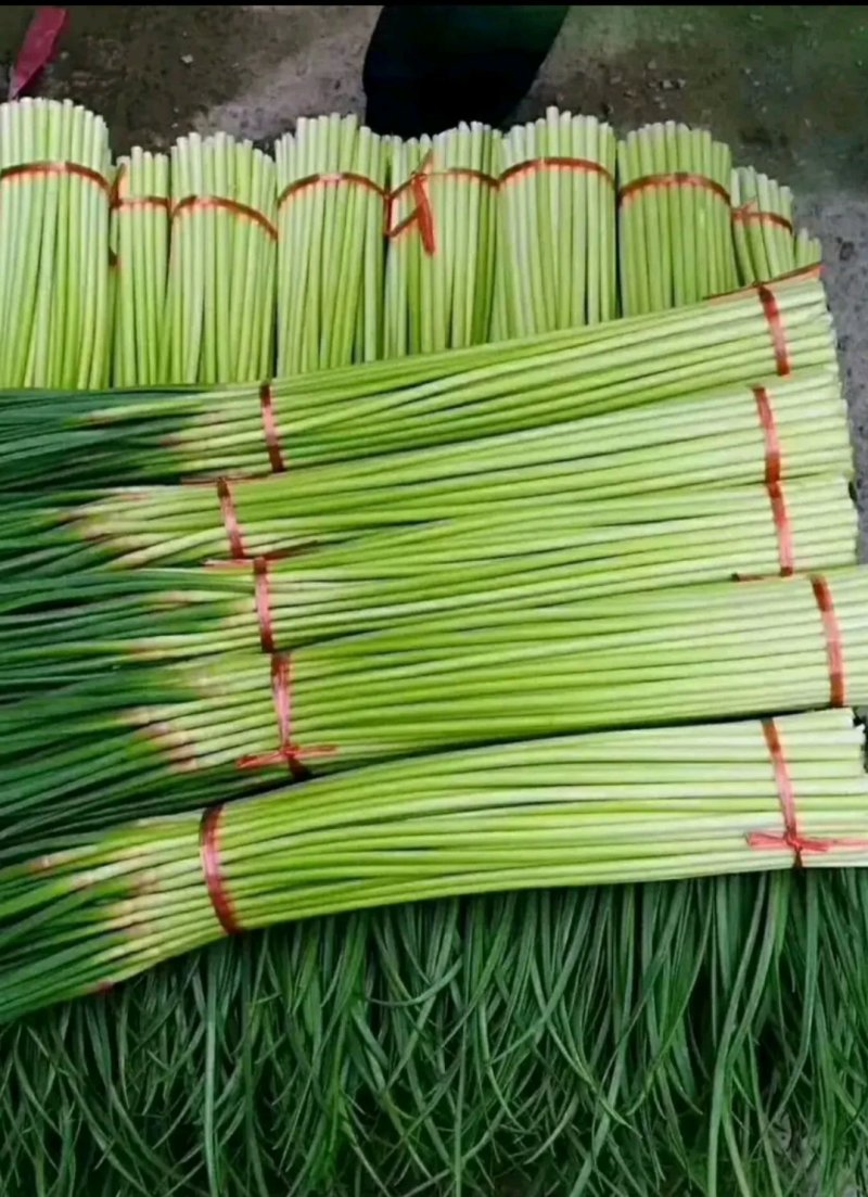 蒜苔山东蒜苔红帽蒜苔货源充足40cm-50cm