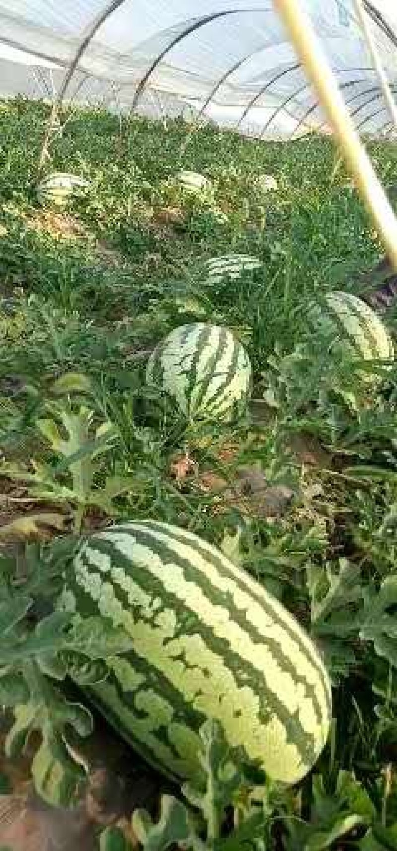 [火热销售]陕西蒲城万亩优质金城五(硒砂瓜)一手货源