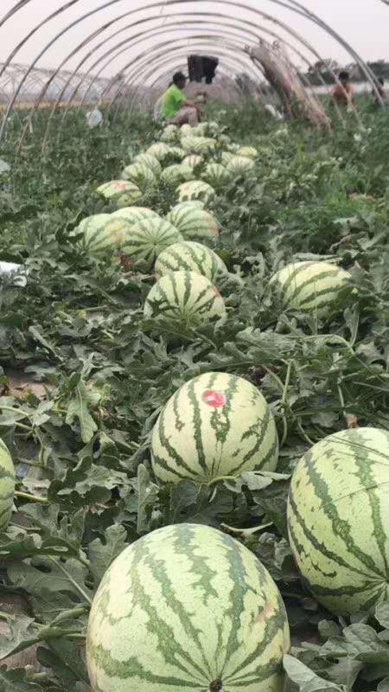 [火热销售]陕西蒲城万亩优质金城五(硒砂瓜)一手货源