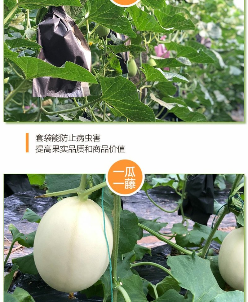 红金蜜瓜河南产地直发白皮红肉红肉脆梨甜瓜