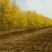 金叶榆4/5/6/7/8/9/10/11/12/13
