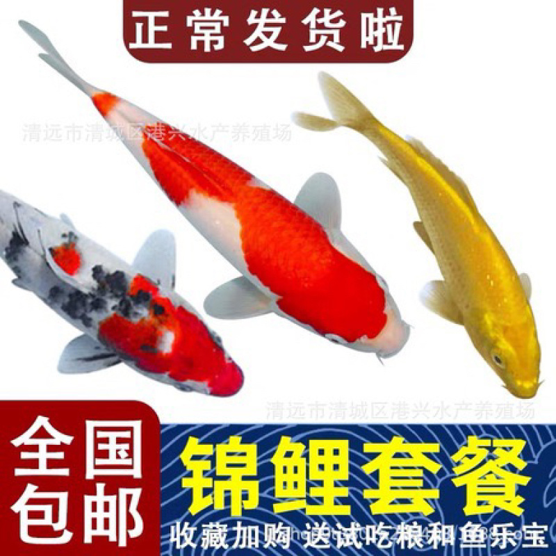 锦鲤鱼苗三色锦鲤鱼苗🌟全国各地支持发货(包邮)