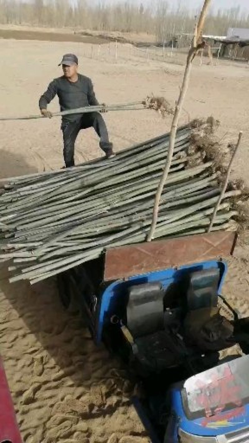 杨树（新疆杨）6公分新疆杨甘肃新疆杨价格便宜杨树批发