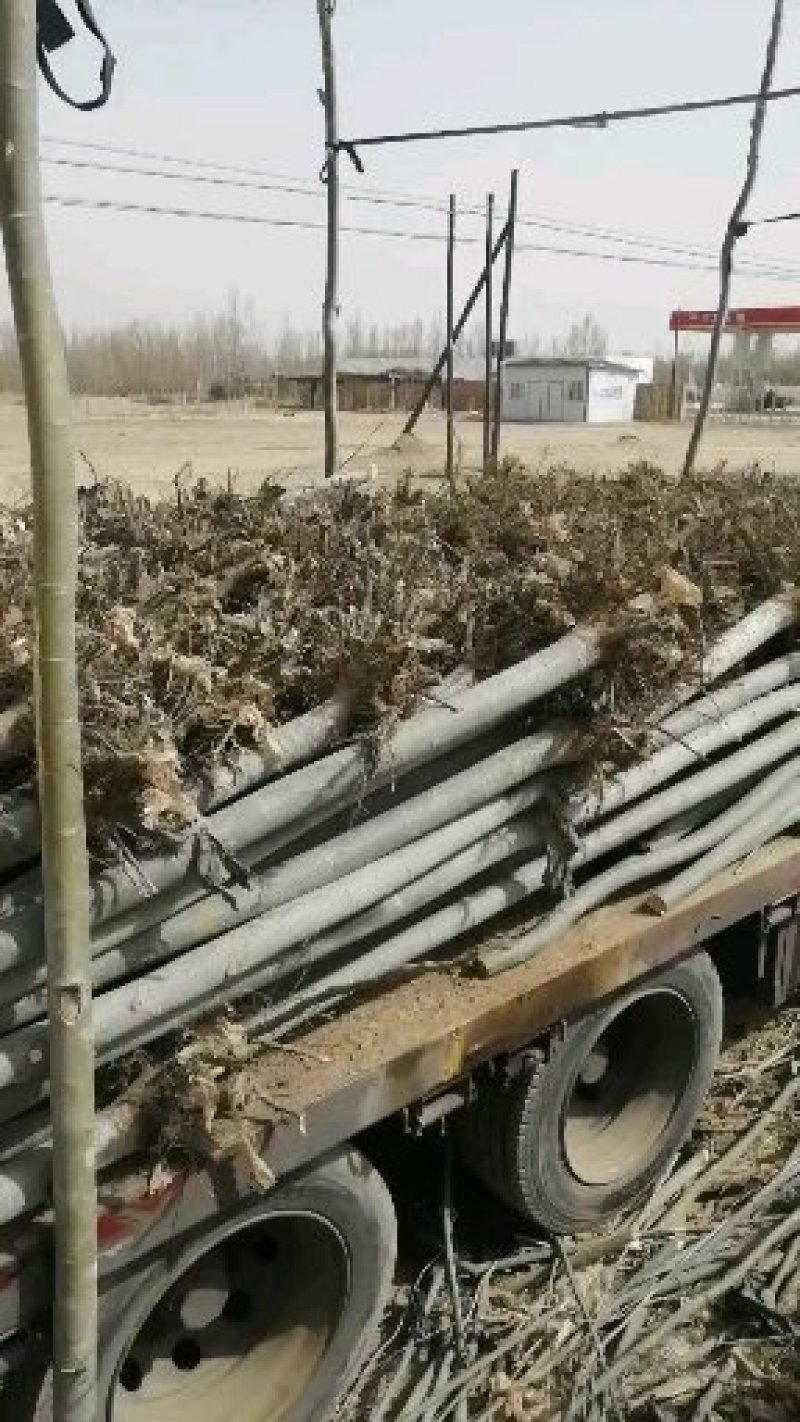 杨树（新疆杨）6公分新疆杨甘肃新疆杨价格便宜杨树批发