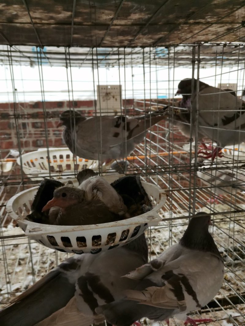 乳鸽、肉鸽、种鸽，鸽场直供优惠多多有需要者请联系