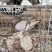乳鸽、肉鸽、种鸽，鸽场直供优惠多多有需要者请联系
