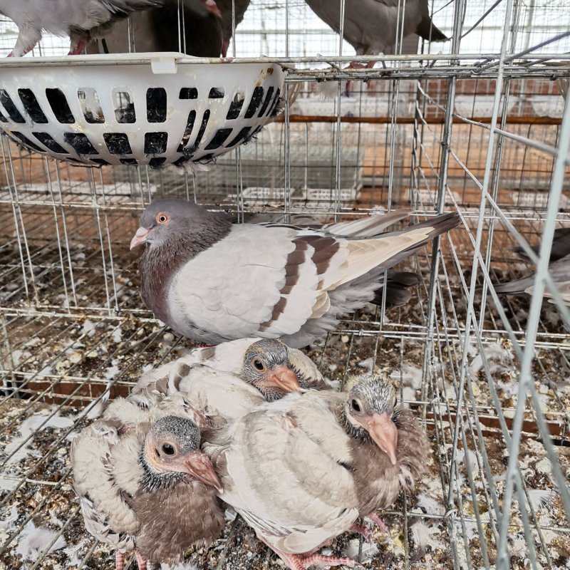 乳鸽、肉鸽、种鸽，鸽场直供优惠多多有需要者请联系