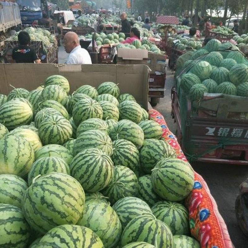 西瓜美都西瓜万亩基地全国发货诚信代办