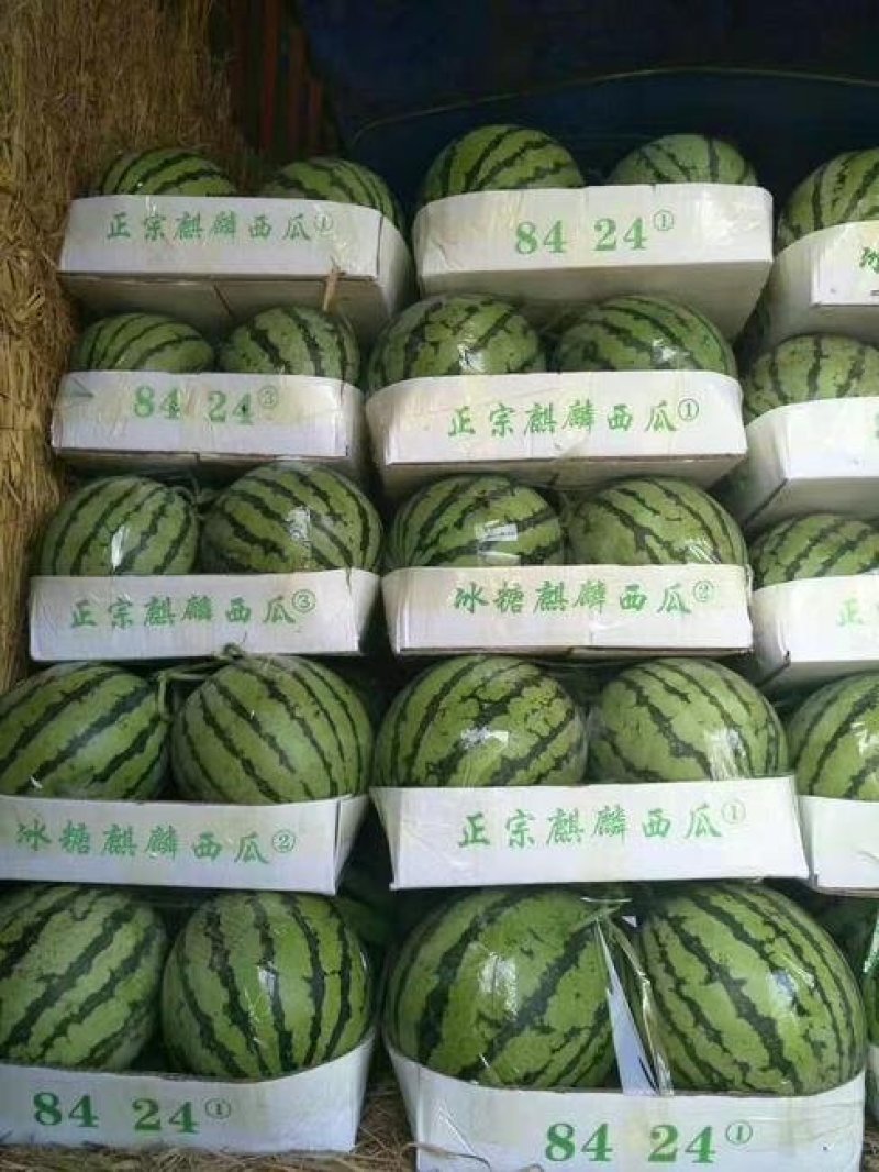 西瓜美都西瓜万亩基地全国发货诚信代办